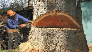 Biggest Tree Cutting Skill with Chainsaw Machines Ever, Dangerous Fastest Felling Tree Machine Skill