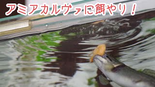 アミアカルヴァに餌やり！