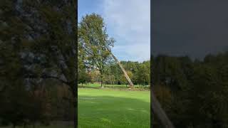 Cutting down a 125ft. Poplar on the Golf Course