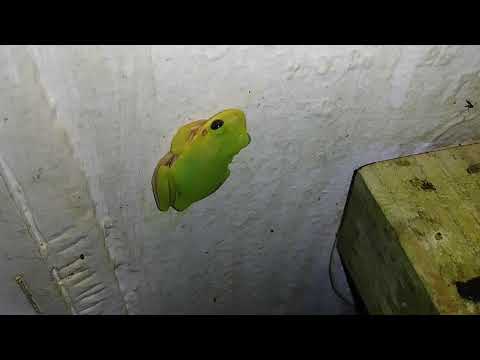 Tree frogs at my door. Tree frogs at my door.