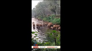 തൃശൂരിൽ കാട്ടാനയാക്രമണം; ആദിവാസി സ്ത്രീയെ ചവിട്ടിക്കൊന്നു