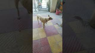 My dog need treatment