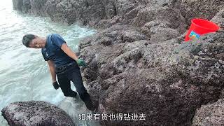 阿阳夫妻趁着退大潮登岛赶海，发现岛上成精货！一个海螺居然比头还大