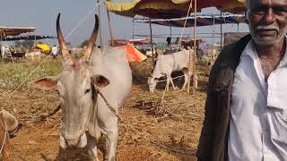 Kyamenahalli cattle fair 2025 Farmers festival of the year