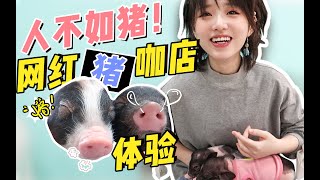 【鹿小草QAQ】Vlog：猪都能住三里屯？人不如猪我要哭了！