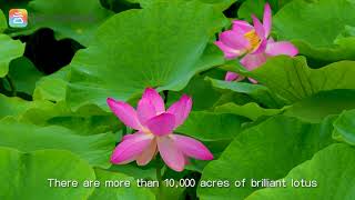 #Four Seasons in Yunnan#——Summer (Lotus in Wenshan)