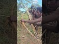 hadzabe most skilled bush hunters found in tanzania tradition bushcraft