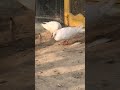 pigeon flying kabootar ki video kabootar pigeon love_status birds shorts kabutarlover viral