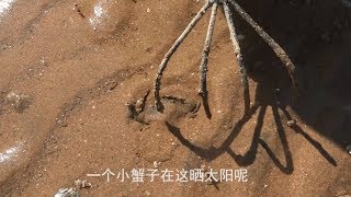 皮皮虾捉够了，赶海来沙滩上的鼓包下面发现猫眼螺  螃蟹沐浴着阳光