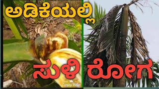 ಅಡಿಕೆಯಲ್ಲಿ ಸುಳಿ ಕೊಳೆ ರೋಗದ ಬಗ್ಗೆ ಮಾಹಿತಿ,ಲಕ್ಷಣ,ಕಾರಣ,ಔಷದಿ, ತಡೆಗಟ್ಟುವ ವಿಧಾನ