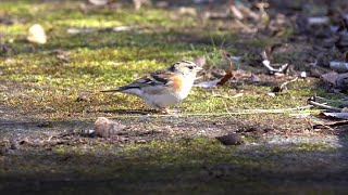 4K video of Fringilla montifringilla アトリ