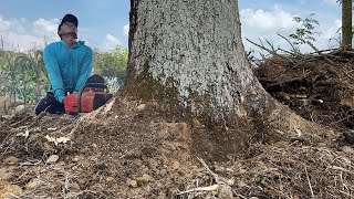 Exhausting… Cut down 2 Blackened tree On the mountainside‼️