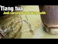 Gak di sangka.!!Besi Tua Ini Jadi Sarang Ikan Kakap Putih Baramundi Banyak