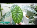 plant collection tour 2024 part 1 rare uncommon and common plants.