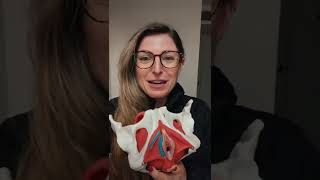 Leaking & Peeing Your Pants Postpartum?!