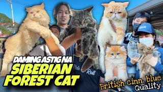 NAGLABASAN MGA SIBERIAN FOREST | GROTTO PUSA SERYE PART 1 | FEBRUARY 02, 2025