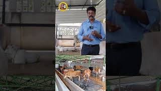 திமில் கொண்ட மாடுகள் இந்தியன் Breedsசா? #nativebreed #cow #moravasal #cowfarm #madu #shorts #cowmilk