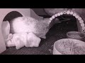 ハリネズミ配信_hedgehog_livecam