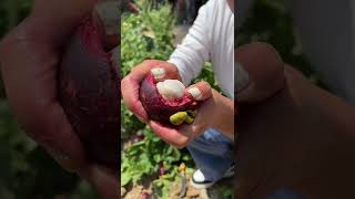 Beautiful Nature - Inspur Fresh Fruit wonderful video of Industry #4615