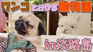 初めて見る巨大生物にビビりまくりなパグｗｗ【パグのぺろ吉pug】