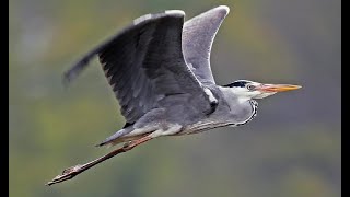 Gatë - Grey Heron (Ardea cinerea)