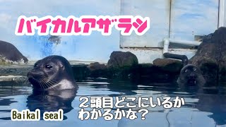 Baikal seal assimilating with rock | New Yashima Aquarium