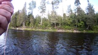 Miramichi Atlantic Salmon - 20lb battle!