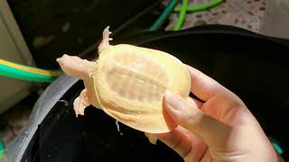 ตะพาบใต้หวัน​ เผือกAlbino.soft-shelled taiwan.turtle(1)