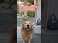 今日も笑顔が天使のイッヌ dog shorts ゴールデンレトリーバーgolden ゴールデンレトリバー 笑顔 かわいい 癒し