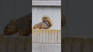 SQUIRREL E CAM