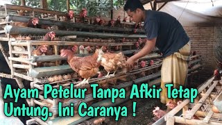 Ayam Petelur Tanpa Afkir ! Ini Carannya.