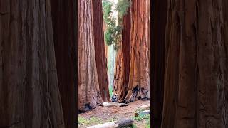 🌲 General Sherman – The BIGGEST Tree on Earth! 🤯#viralvideo #shorts #travel #place #nature #amazing