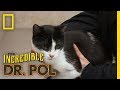 Making a Life Changing Decision For a Stray | The Incredible Dr. Pol