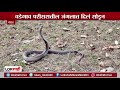 snake viral video सर्पमित्राने दिलं सापाला जीवदान