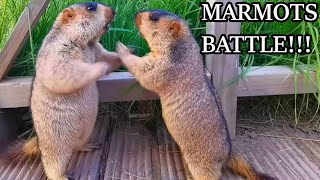 Hilarious Marmot Fight - You Won't Believe What Happens!