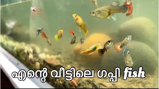 എന്റെ വീട്ടിലെ ഗപ്പി ഫിഷ് /guppy fish