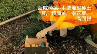 后院种菜 -- 木渣地里种土豆，超简单，零投入，高产出