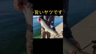 【倉橋島】おいしい魚が釣れました！