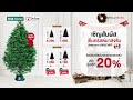 🎄 ต้อนรับเทศกาลแห่งความสุข ด้วยต้นคริสต์มาส สายพันธุ์ balsam fir