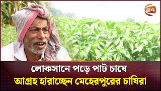 অনাবৃষ্টি ও খাল-বিলে পানি না থাকায় মেহেরপুরে কমছে পাটের আবাদ | Meherpur Jute | Channel 24