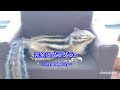 最近だらけ過ぎて… recent squirrel life 　 chipmunk 　 しまりす 　 ヨモギさんの散歩 　 小動物