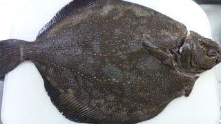 【旬の美味しさにこだわる旬すぐ（国産100％）】（宮城県気石巻魚市場で水揚げ）最高の漁場で育つプリップリのコラーゲン サメガレイ