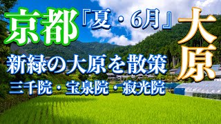 【京都】新緑の景色に染まる初夏の里山 