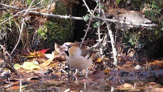 河口湖フィールドセンターのシメ（雄）その６（4K60P動画）