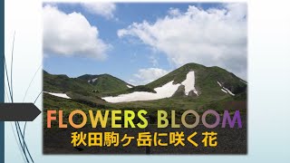 flowers bloom　秋田駒ケ岳に咲く花