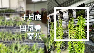 2022 十月底來到田尾看逛園子 看蘭花 買蘭花 超長的石斛蘭出現！/蘭花 「原來是這樣子」