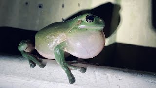 Australian Green Tree Frog Call Wild Very Loud Croaking Sound