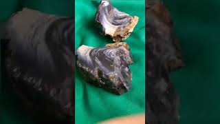 Rockhounding for Artifacts but finding opalized wood? #shorts #rockhounding #opal