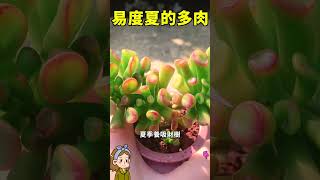 容易度夏的多肉植物#家庭養花 #园艺 #succulent