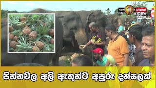 පින්නවල අලි ඇතුන්ට අපූරු දන්සලක්....  | Pinnawala Elephant Orphanage Sri Lanka | Poson 2023